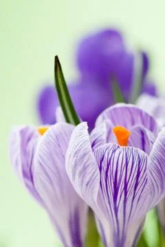 Crocus Stock Photos