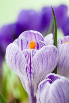 Crocus Stock Photos