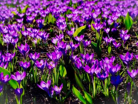 Crocus Foto stock