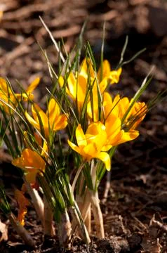 Crocus Stockfoto's