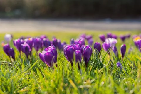 Crocus Fotos de archivo