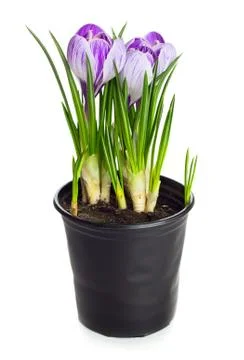 Crocus Stock Photos