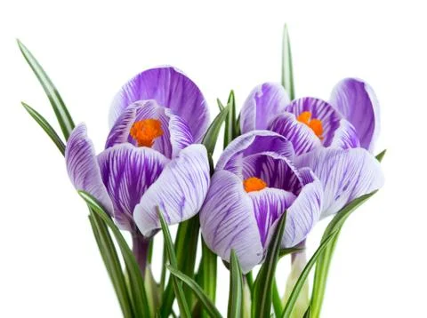 Crocus Stock Photos