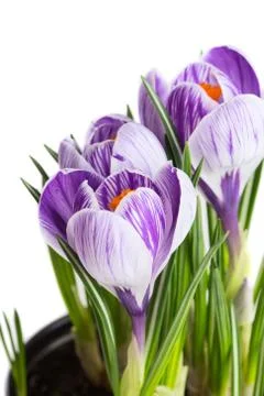 Crocus Stock Photos