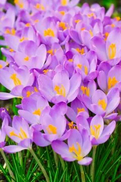 Crocus Stock Photos