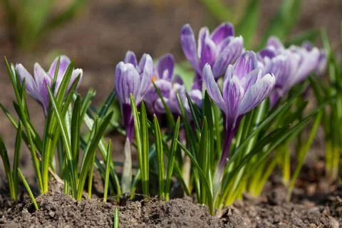 Crocus Stock Photos