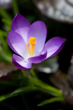 Crocus Stock Photos