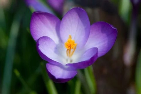 Crocus Stock Photos