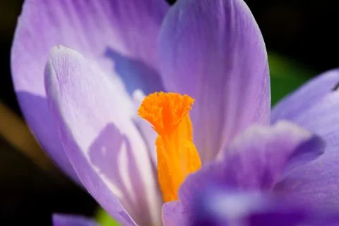 Crocus Stock Photos
