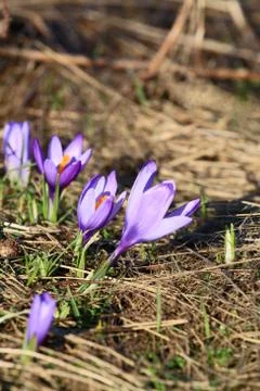 Crocus Stock Photos