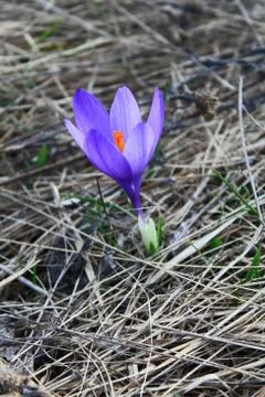 Crocus Stock Photos