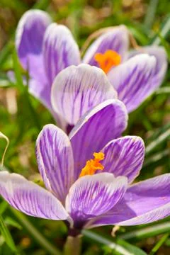 Crocus Stock Photos