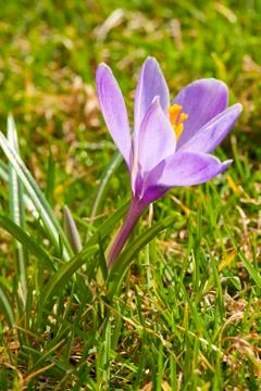 Crocus Foto stock