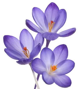 Crocus Stock Photos