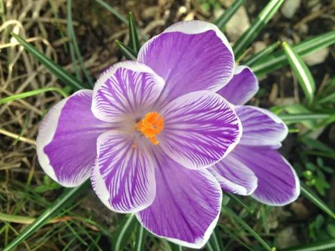 Crocus Fotos de archivo