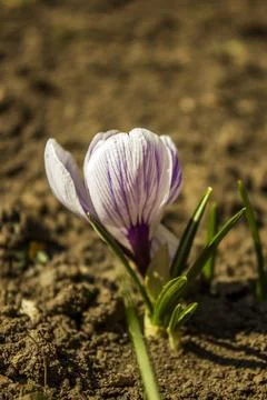 Crocus Stock Photos