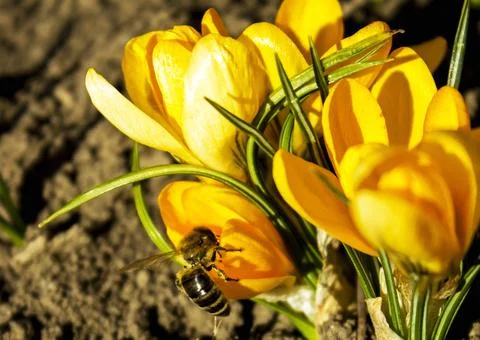Crocus Stock Photos