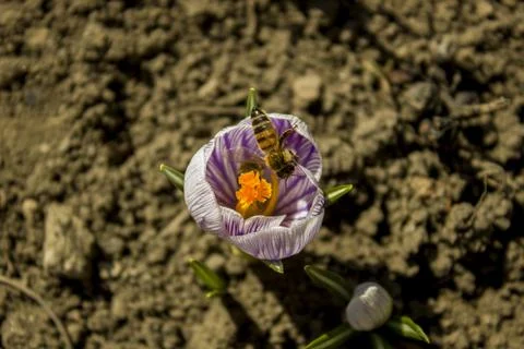 Crocus  Stock Photos