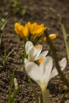 Crocus Stock Photos