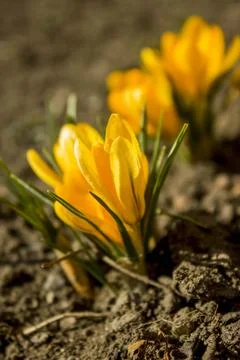 Crocus Stock Photos