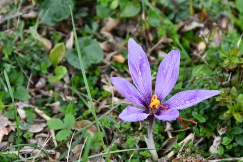 The crocus. Stock Photos