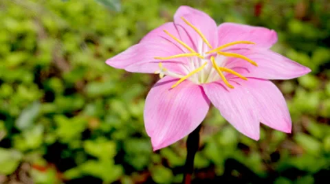 Crocus Pink Flower Closeup - Lucky Eight Petals Stock Footage 33911978