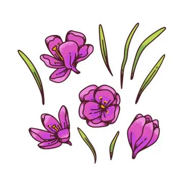 Crocus pink saffron flower bud and leaves spring primroses set constructor for Stock Illustration