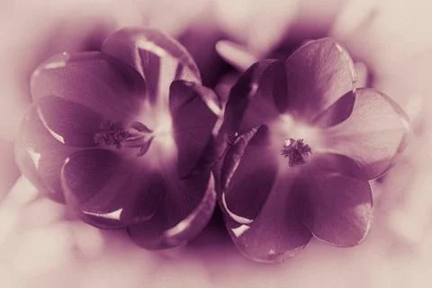 Crocus - pink tint - top view Stock Photos