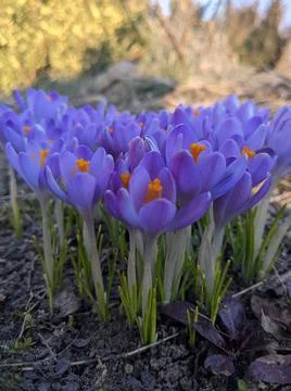 Crocus plant in bloom Stock Photos