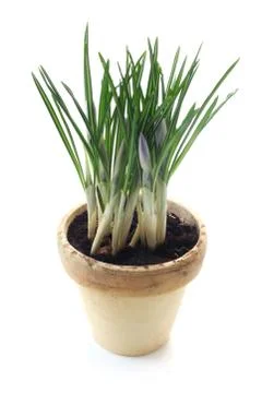 Crocus Plant Stock Photos