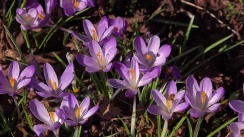 Crocus plants growing up through leaves UK 4K Stock Footage 149412741