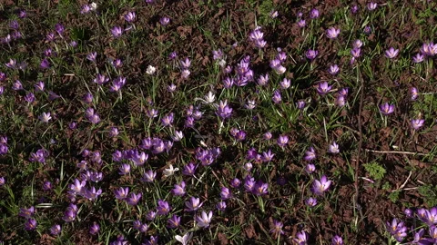 Crocus plants growing up through leaves UK 4K 스톡 동영상 149418526
