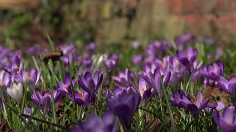 Crocus plants growing up through leaves UK 4K Video stock 149419059