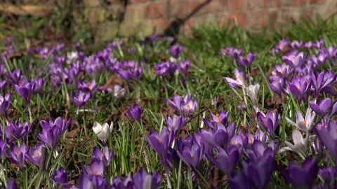 Crocus plants growing up through leaves UK 4K Video stock 149420052