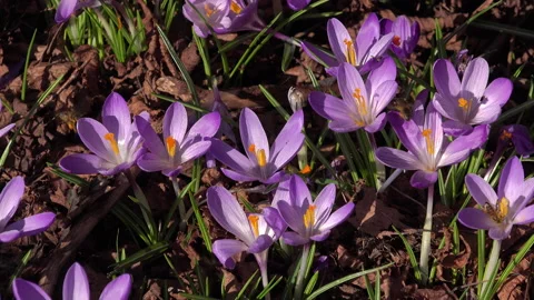 Crocus plants growing up through leaves UK 4K 스톡 동영상 149420765