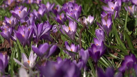 Crocus plants growing up through leaves and bees UK 4K Stock Footage 149420974