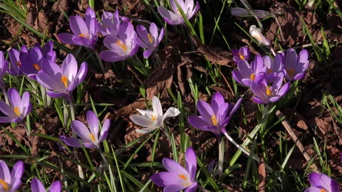 Crocus plants growing up through leaves UK 4K Stock Footage 149423744