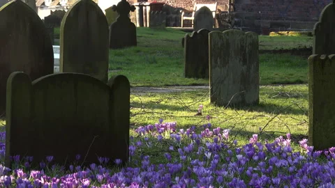 Crocus plants growing up through leaves in cemetery UK 4K Video stock 150724365
