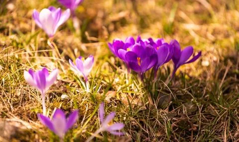 Crocus, plural crocuses or croci is a genus of flowering plants in the iris f Stock Photos