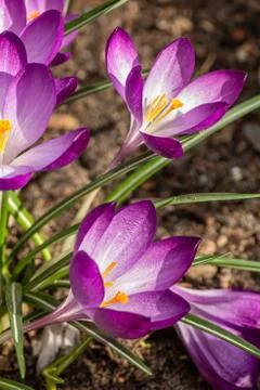 Crocus, plural crocuses or croci. Iris family Stock Photos