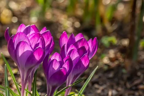 Crocus, plural crocuses or croci. Iris family Stock Photos