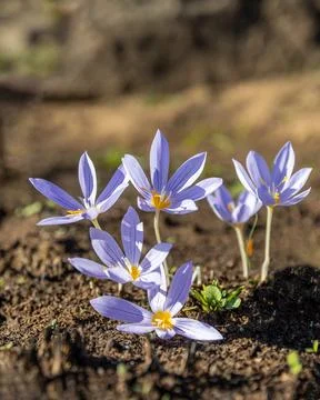Crocus pulchellus or hairy crocus early spring purple flower bouquet in the.. Stock Photos