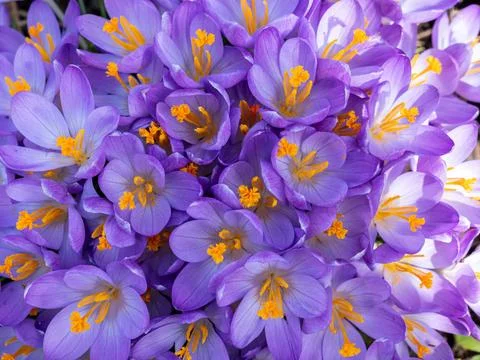 Crocus purple background texture in the spring Stock Photos