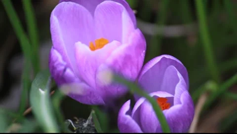 Crocus purple flower Stock-Footage 7906928