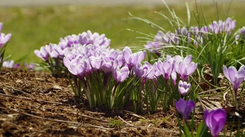 Crocus Purple spring flower growing in a meadow in the park Canada Nova Scotia Stock Footage 272340035