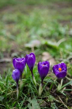 Crocus Purple spring flower Stock Photos