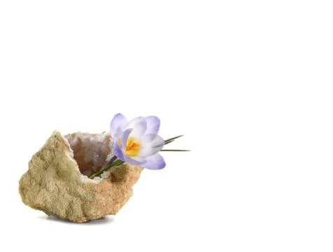 Crocus in quartz geode Stock-Fotos