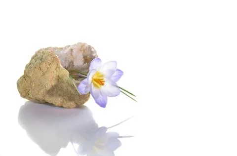 Crocus in quartz geode Stock-Fotos