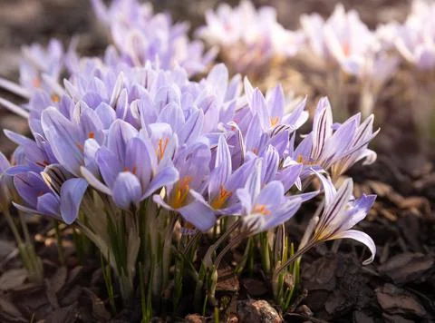 Crocus reticulatus Stock Photos