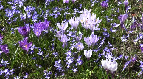 Crocus saffron and scilla squill blue flowers move in wind. 4K Stock Footage 52461565
